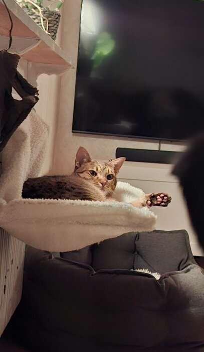 Katten ligger i en vit, mjuk säng på väggen och tittar framåt, med en tass utsträckt.
