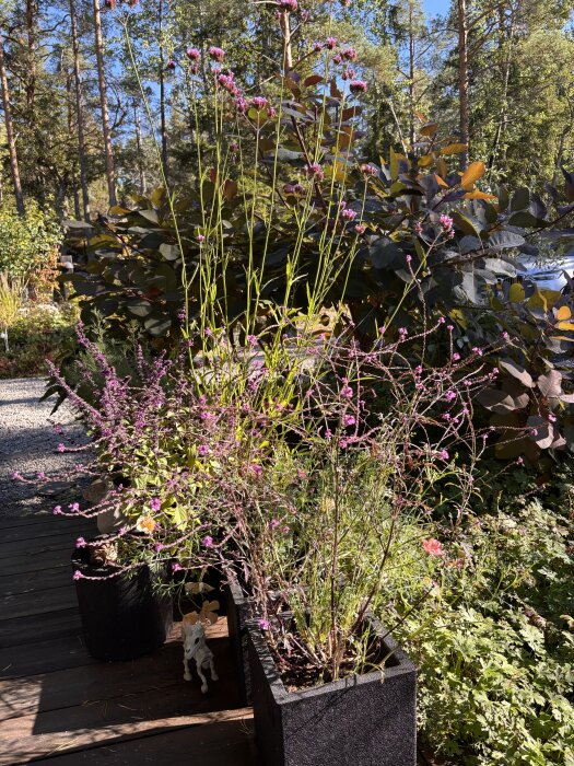 Svarta blomlådor med rosa och gröna växter på en altan, omgiven av träd och buskar i en solig trädgårdsmiljö.
