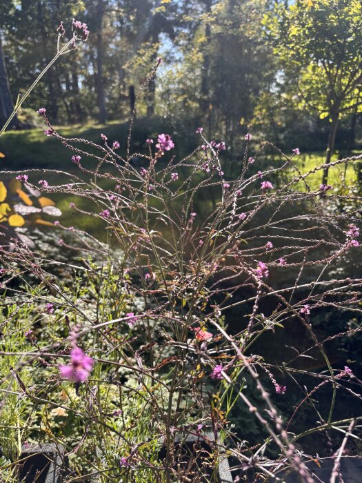 Jätteverbena och verbena bampton med små lila blommor mot en bakgrund av grönska och perukbuske i bakgrunden.