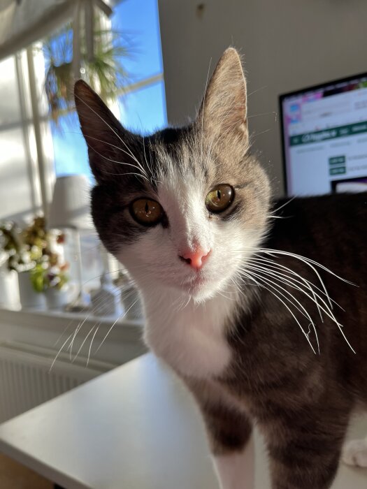 Katt med grå och vit päls, står på ett bord i ett solbelyst rum med växter i bakgrunden.