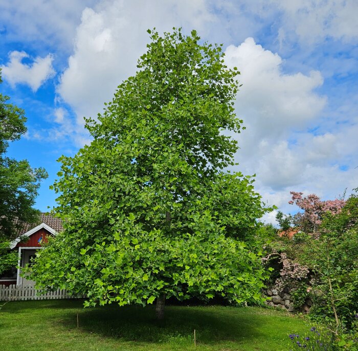 Tulpanträd i trädgård, gröna blad och blå himmel. Nära en stuga med vita staket.