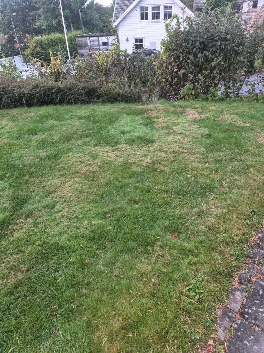 Gräsmatta med oregelbunden ljusare fläck, som liknar mossa, i en solig och väldränerad trädgård framför ett vitt hus och buskar.