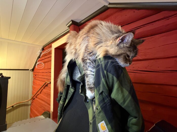 Katt som ligger ovanpå en stolsrygg i ett rum med röda timmerväggar, avslappnad och vilande.