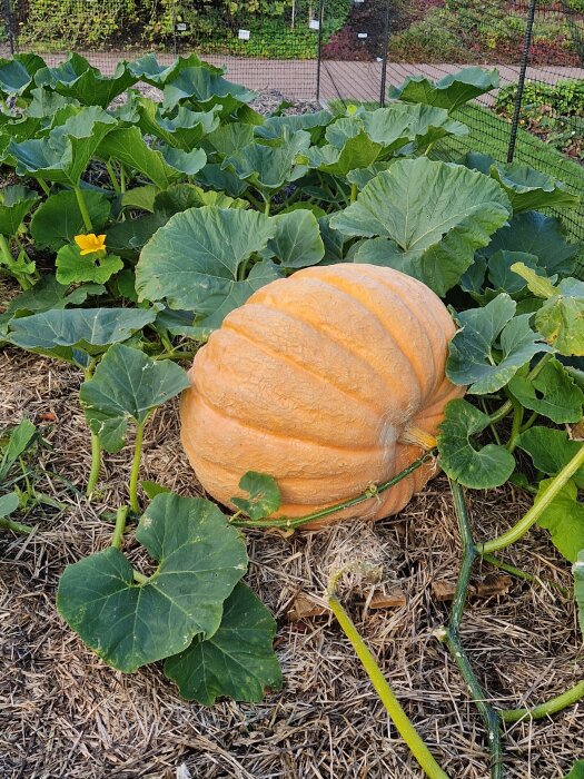 Stora oranga pumpor omgivet av gröna blad växer på en bädd av halm i en trädgård. En blomma syns bland bladen.