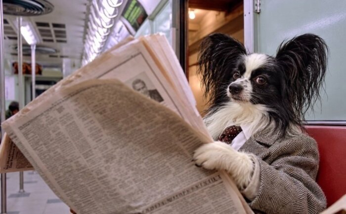 En hund klädd i kavaj och slips läser en tidning på en tunnelbana.