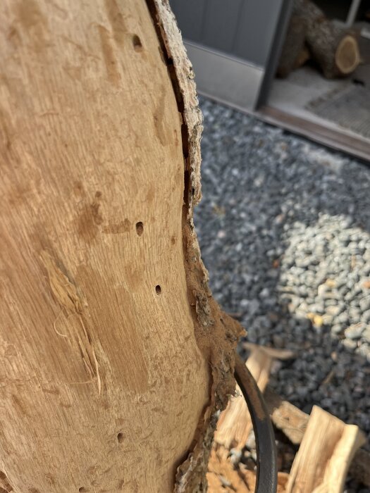 Träbit med bark där små hål syns, troligen orsakade av trämaskar. Träet lagras i timmerbyggnad, främst lövträ, fällt för två år sedan.