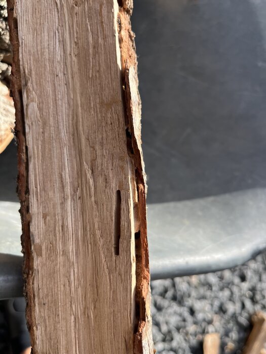Närbild av vedträ med tecken på trämaskangrepp; ytan visar skador och hål i träet. Bakgrunden är delvis suddig med skugga.