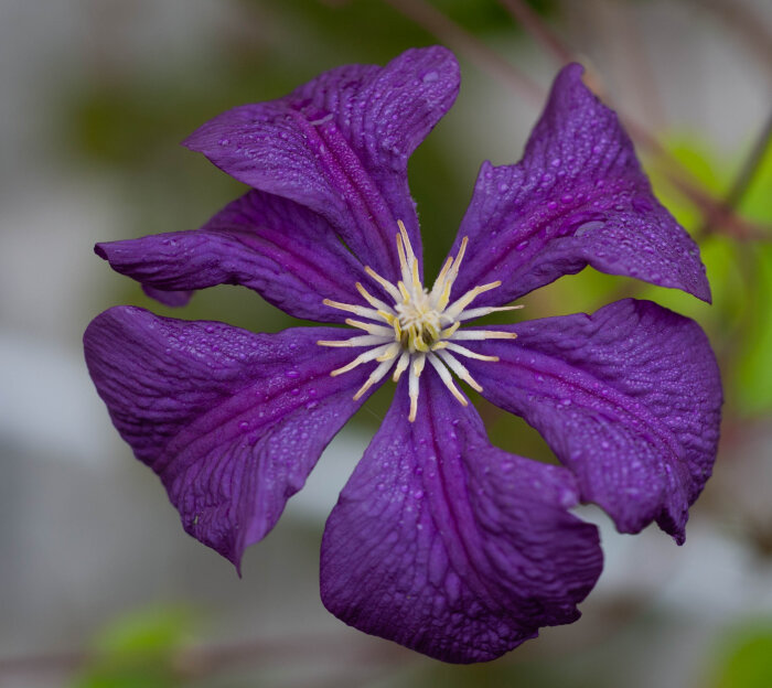 Lila klematisblomma med daggdroppar på bladen, närbild.