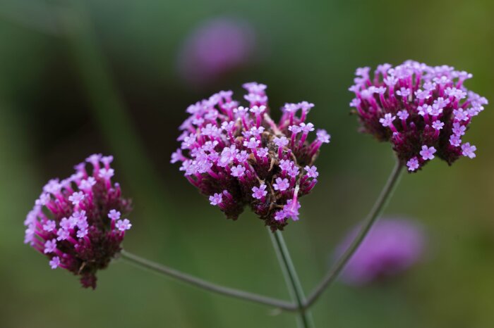 Närbild av lila blommor av jätteverbena som blommar i en trädgård, mot en suddig grön bakgrund.
