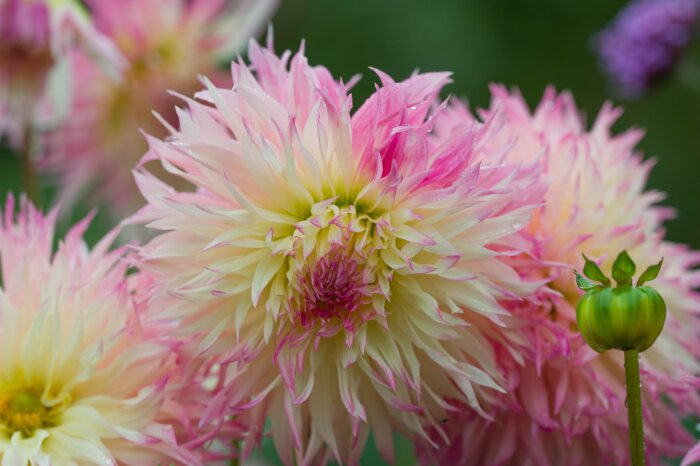 Närbild av en rosa och vit dahlia, pinelands princess, med vackra flikiga kronblad och en knopp i förgrunden, i en höstträdgård.