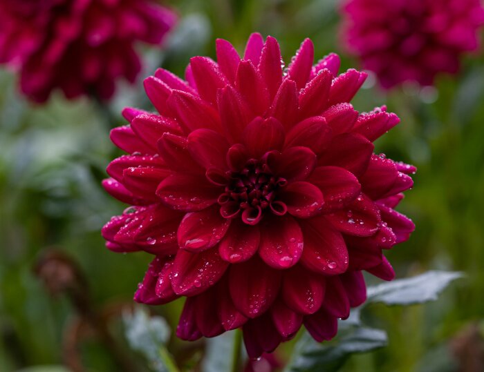 Närbild av en klarröd dahlia med daggdroppar på kronbladen, omgiven av suddigt grönt och andra dahliablommor i bakgrunden.