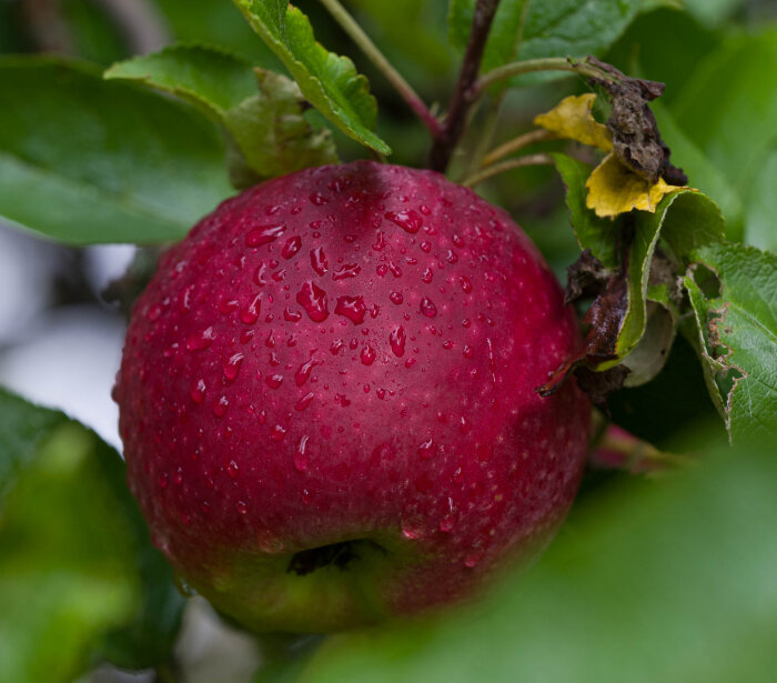 Rött äpple med vattendroppar på ytan, omgiven av gröna blad.