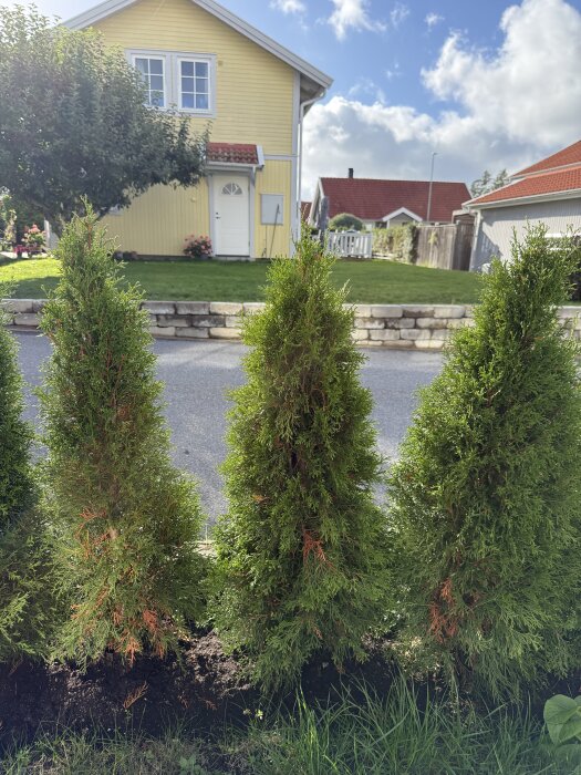 Thuja-buskar med bruna partier vid hus i bakgrunden, planterade i en trädgård med grön gräsmatta och stenmurar nära en gul villa.