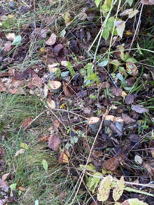 Grön buskvegetation med avhuggna grenar på marken, omgiven av höstlöv och gräs, och ett snöre som markerar tomtgränsen.