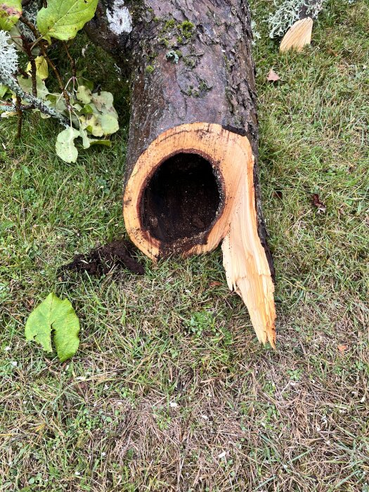 Ett fällt träd med en ihålig stam, angripet av svamp, ligger på gräsmattan med en del av barken bortfläkt.