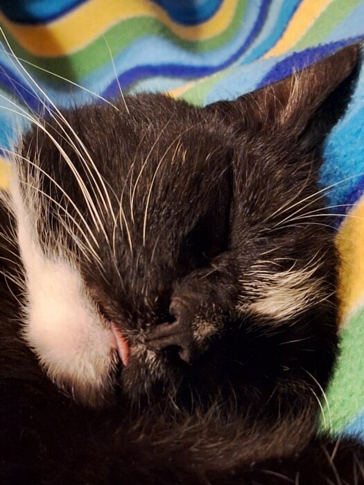 Sovande svartvit katt närbild med färgglad filt i bakgrunden.