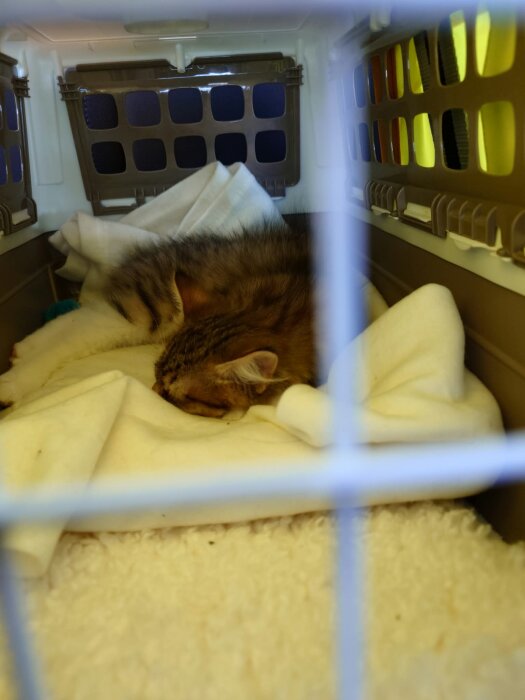 Kattunge Pärlan ligger sammanrullad och sover i en kattbur, omgiven av mjuka filtar.
