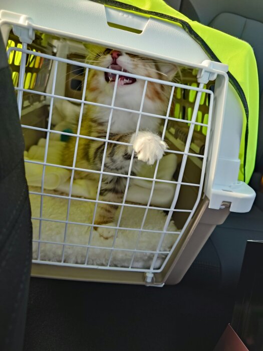 Liten kattunge i transportbur med tass ut genom gallret.
