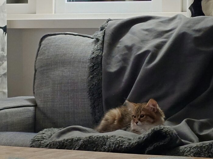 Söt kattunge Pärlan ligger på en grå soffa med en mörk filt, ser vaksam ut.