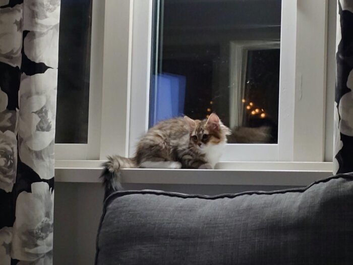 En liten kattunge ligger på en fönsterbräda inomhus, omgiven av blommiga gardiner.