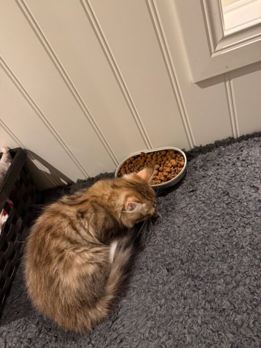 Katt vid en matskål fylld med kattfoder, placerad på en mörk matta bredvid en vit vägg.