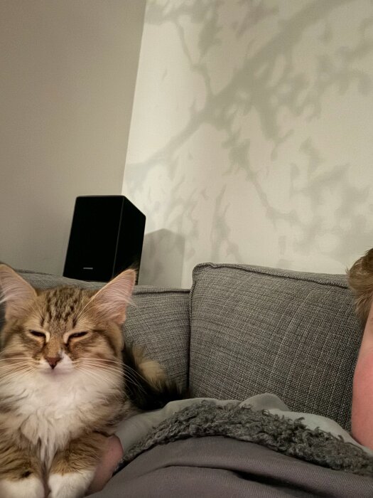 En liten katt ligger på en soffa bredvid en människa. Katten har halvslutna ögon och lång päls. En högtalare syns i bakgrunden.
