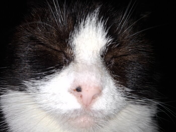 Närbild av en katt med svart och vit päls. Kattens ögon är stängda.
