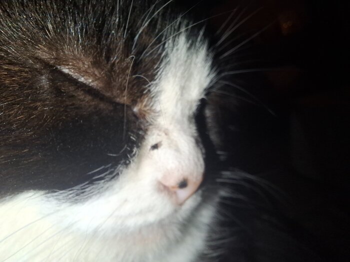 En svartvit katt med slutna ögon i närbild. Kattens nos och morrhår syns tydligt.