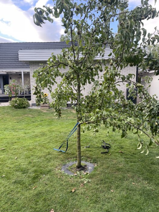 Sexårigt päronträd med långa, tunna grenar, omringat av grön gräsmatta, med ett blått spännband fäst på en gren för att stödja trädet.