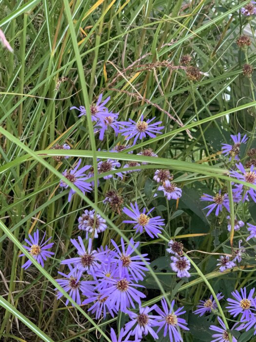 Lila blommor omgivna av gröna strån i en trädgård under september.