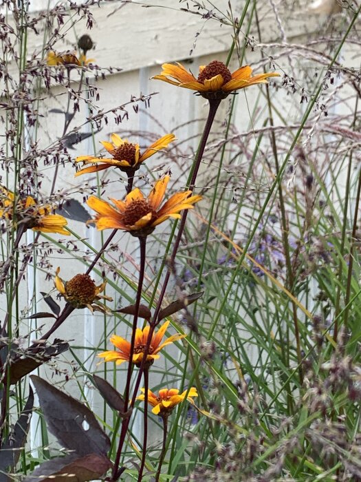 Gula och orange blommor med bruna mittpunkter omgivna av högt gräs och gröna blad, mot en ljust målad träbakgrund.