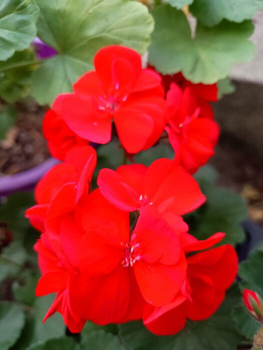Röda pelargonblommor som blommar, omgivna av gröna blad.