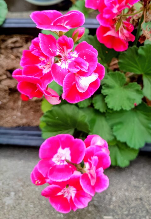 Pelargoner med rosa blommor som blommar, omgivna av gröna blad.