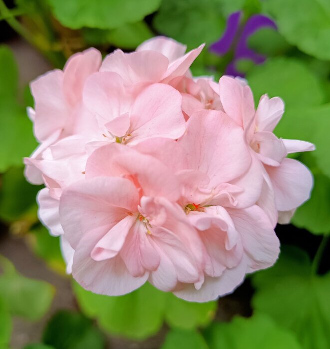 Rosa pelargon i närbild med suddig grön bakgrund.