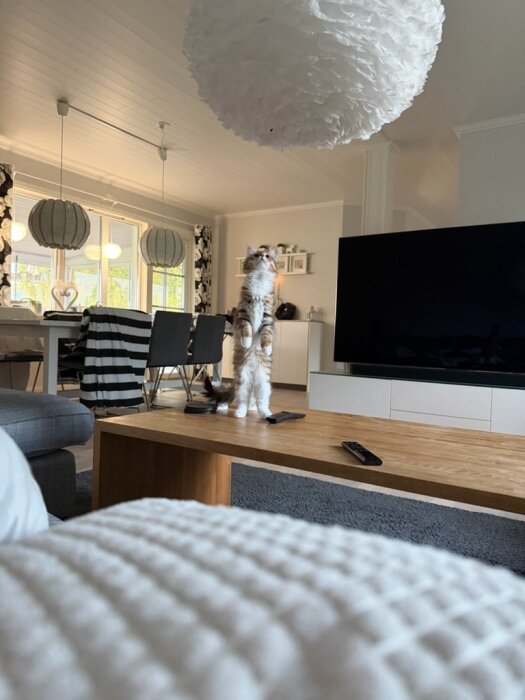 Katt stående på bord, blickar upp mot taklampa i ett modernt vardagsrum.