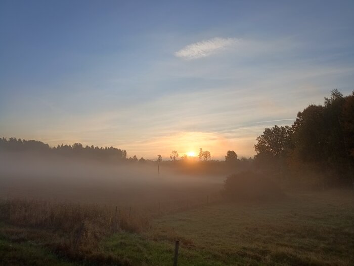 Dimma över fält vid soluppgång, trädkant i horisonten, blå himmel.