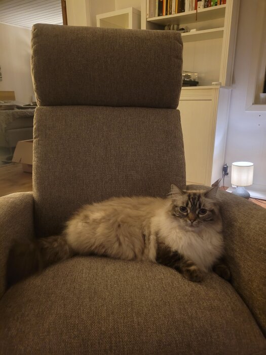 En katt ligger bekvämt i en ny, grå fåtölj i ett nyligen renoverat vardagsrum.