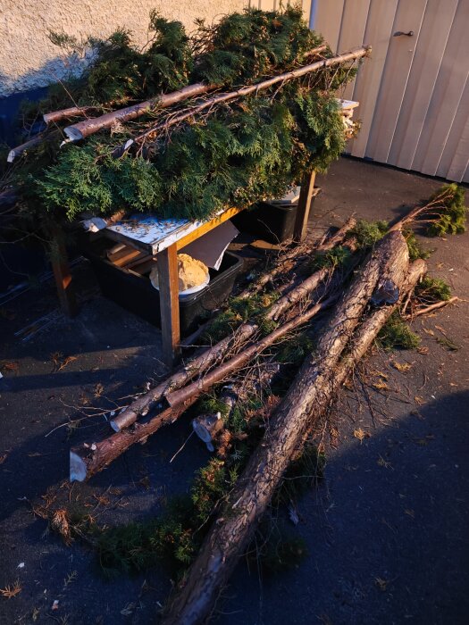 Avsågade grenar och en thuja liggande på marken och ett bord, nära en vägg.