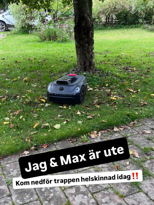 Robotgräsklippare vid träd i trädgård, omgiven av grönt gräs och nedfallna löv.