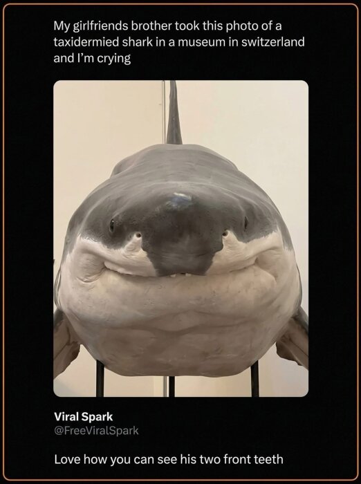 Uppstoppad haj med tydliga framtänder visas på ett museum.