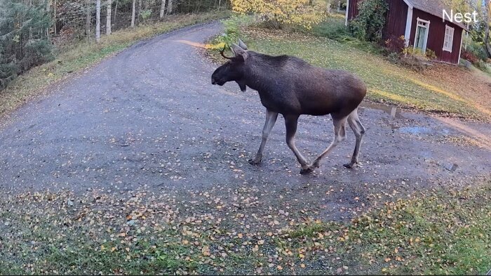 Älg passerar en grusväg nära rött hus och skogsområde på eftermiddagen.