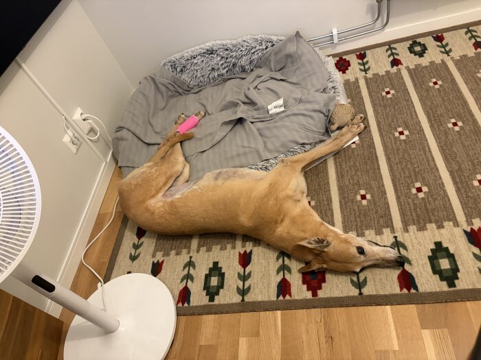 Hund ligger på en mönstrad matta bredvid en grå hundbädd; har rosa bandage på tass. Golvfläkt syns i hörnet av rummet.
