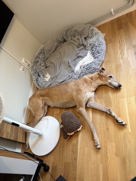 Hund vilar på trägolv bredvid en grå fluffig säng och en fläktfot.