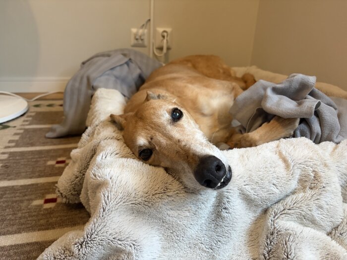 Brun hund ligger på en mjuk filt bredvid en grå filt på en randig matta.
