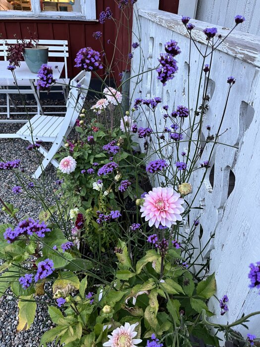 Lila jätteverbena och rosa dahlior blommar bredvid ett vitt staket, med en vit trädgårdsstol och ett bord i bakgrunden.
