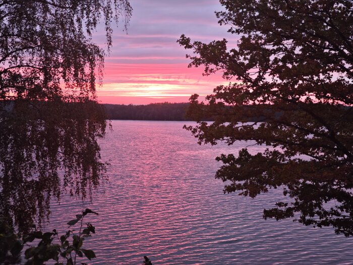 Solnedgång över en sjö med rosa himmel och silhuetter av träd i förgrunden.