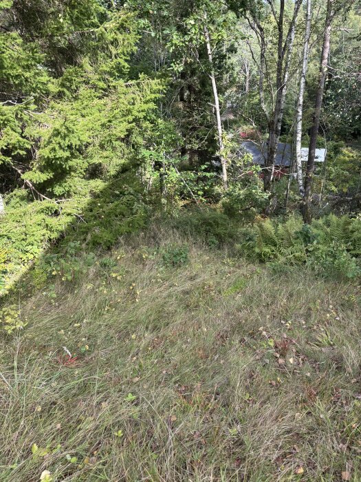 Sluttande gräsyta med omkringliggande träd och tät skog, del av en tomt mot en skogsdunge, med solbelysning genom träden.