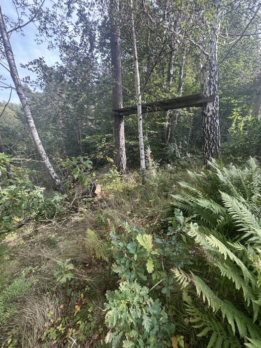 Sluttning med träd och grönska, inkl. en enkel träkonstruktion mellan två träd i skogsmiljö.