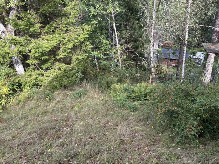 Gräsbevuxen sluttning omgiven av träd och buskar, med utsikt mot ett hus i bakgrunden, på en tomt vid skogskanten.