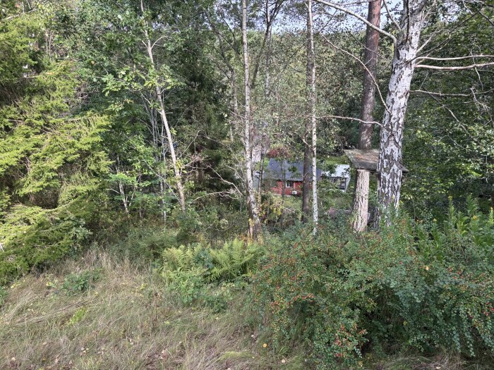Skogsmiljö med en lutande gräsyta och en enkel träkonstruktion mellan träd. I bakgrunden syns ett rött hus delvis skymt av lövverk.